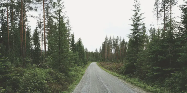 Soratie mäntymetsän halki