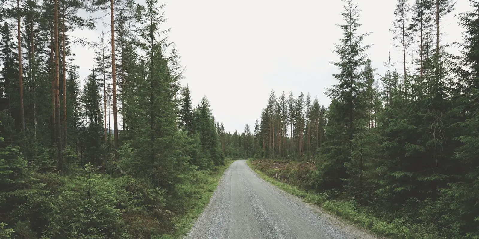 Soratie mäntymetsän halki